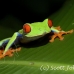 frog_tree_redeyed_tar_h_0568_cos0898.jpg